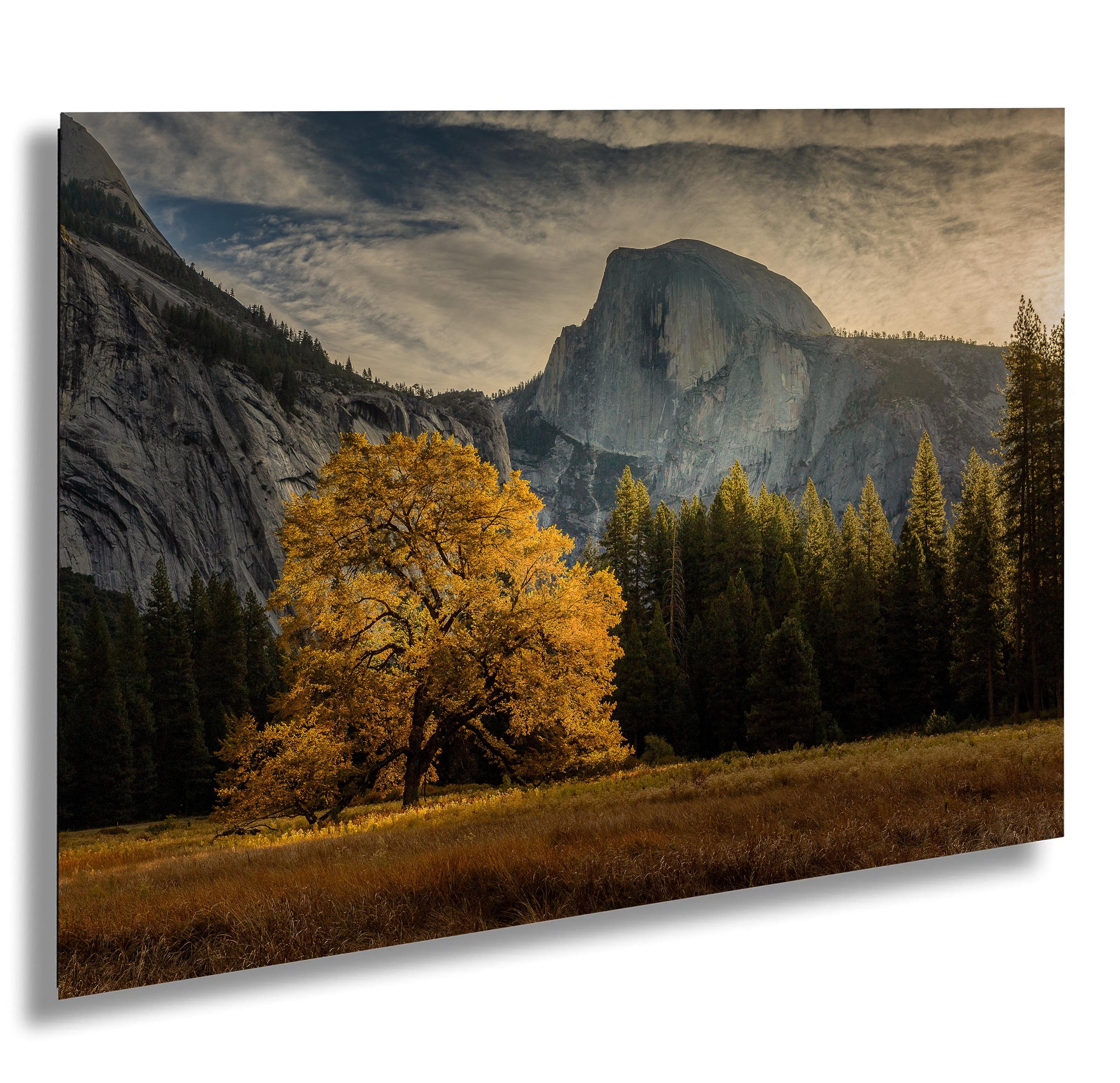 Yosemite Valley Print, Cook's Meadow Elm Tree, California, National Park Art