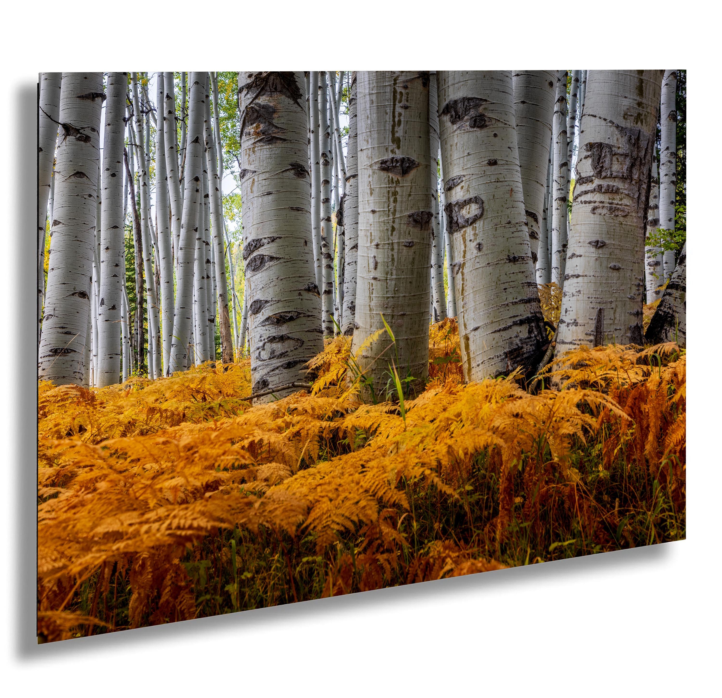 Kebler Pass Aspen Grove Photography Print – Colorado Autumn Wall Art