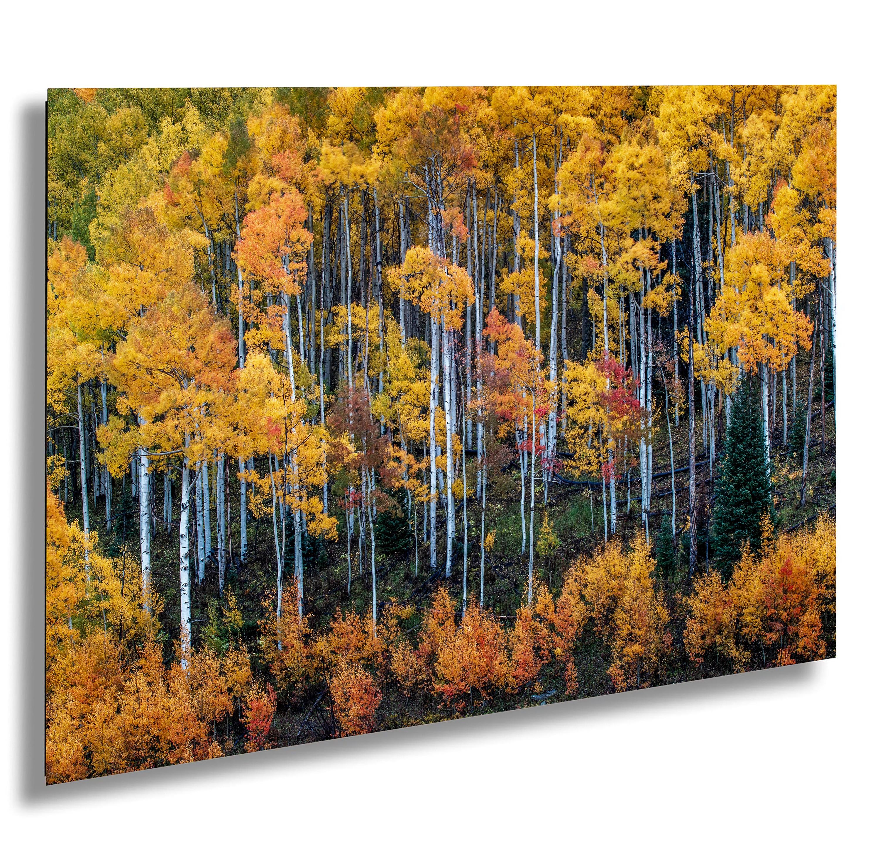 Ohio Pass Fall Aspens – Crested Butte Colorado Autumn Landscape Photography Print – Golden and Red Aspen Trees Wall Art for Mountain Home