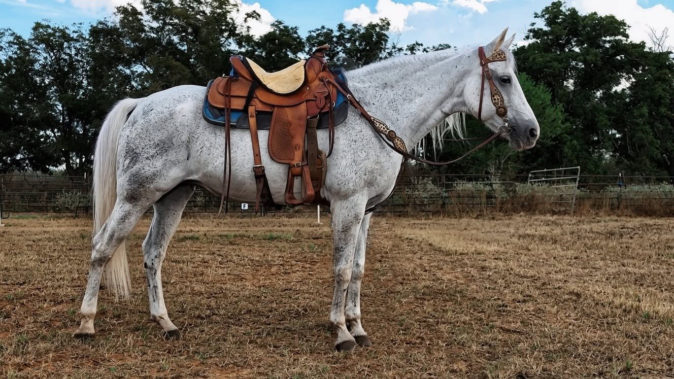 Gray horse wearing a brown Western saddle outdoors