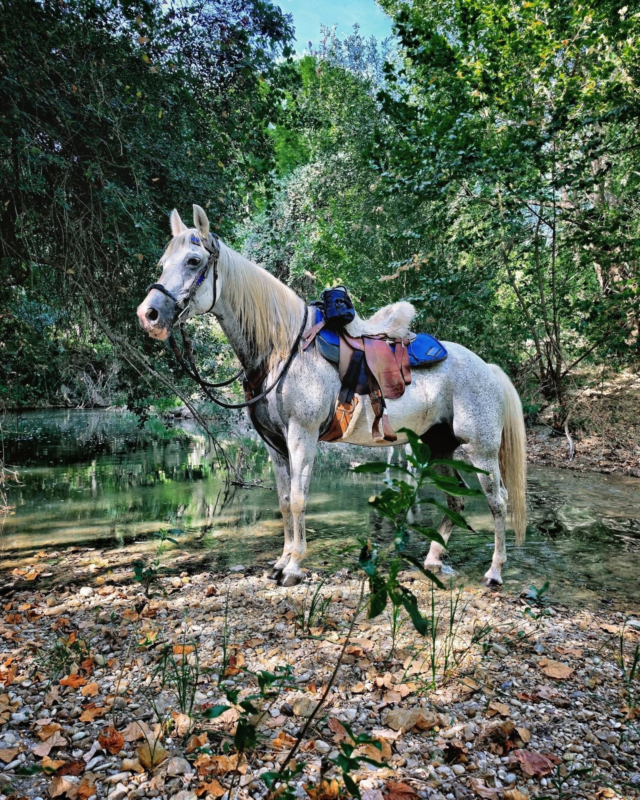 Rider on a gray horse in a wooded outdoor setting