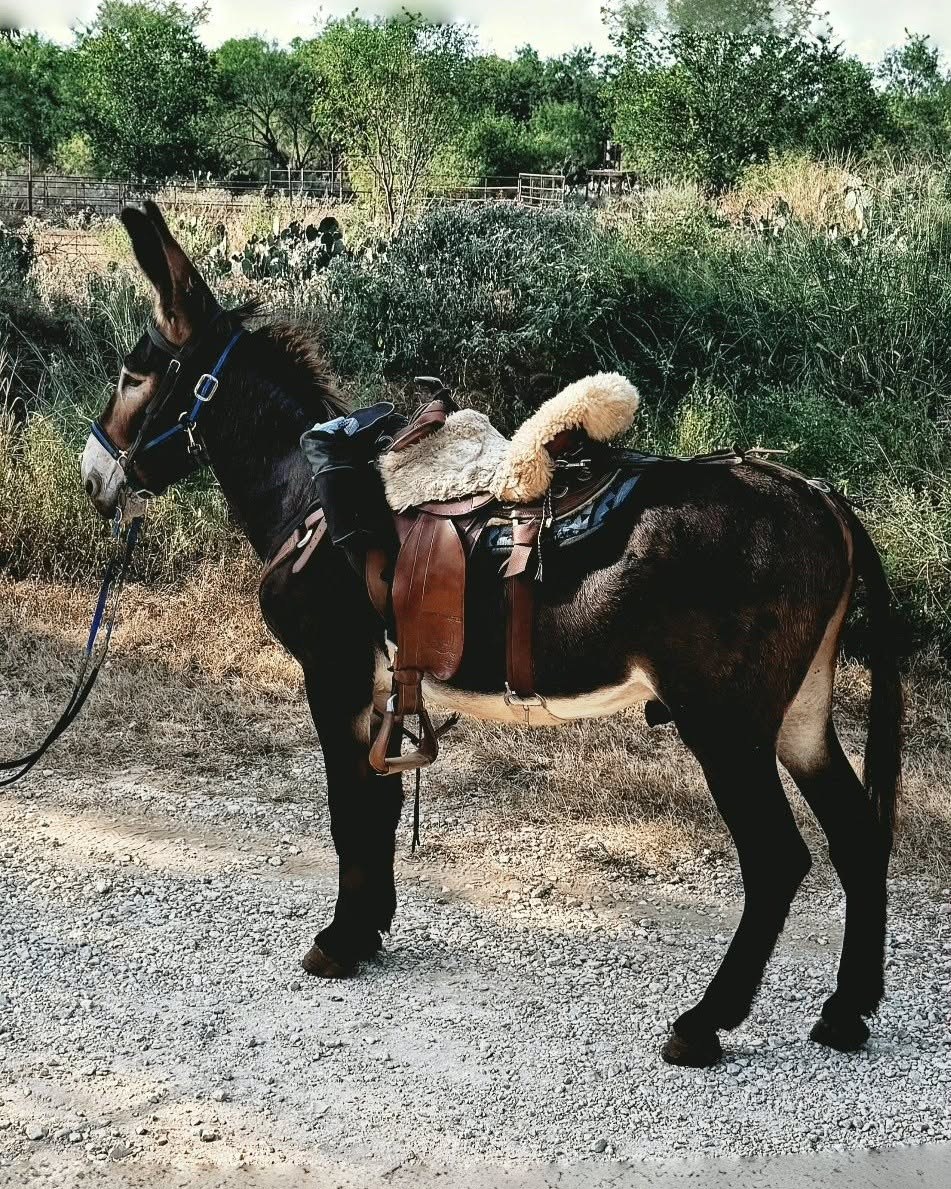 Dark horse wearing a Western saddle with a fluffy sheepskin seat saver