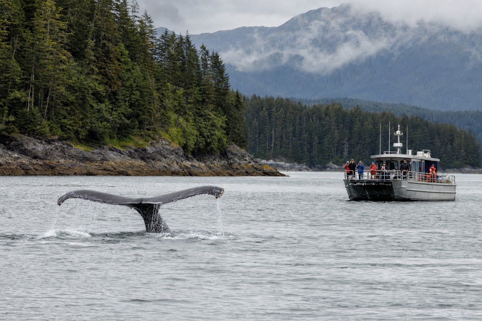 Humpback whale tail near a small wildlife-viewing boat in Southeast Alaska