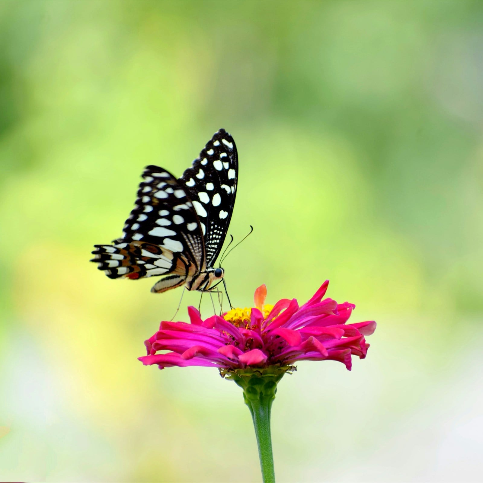 Black-and-white butterfly resting on a pink flower