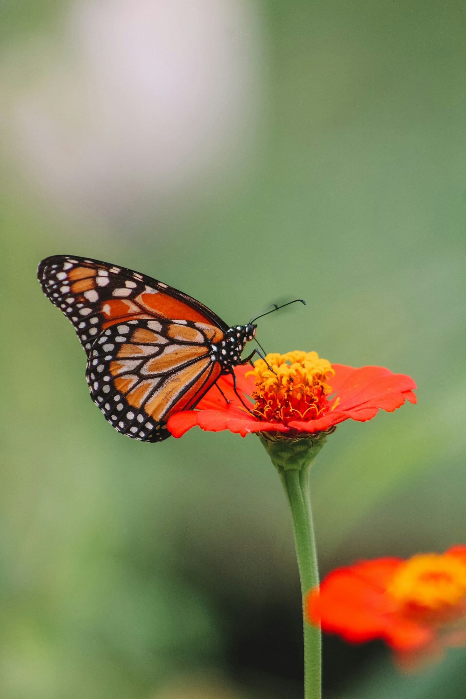 Orange monarch butterfly resting on a red flower