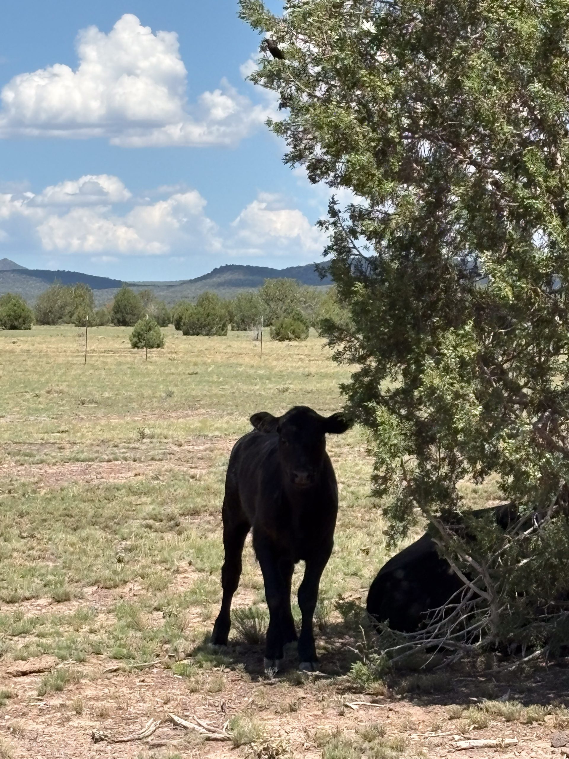 8 Mile Ranch, property photo 8
