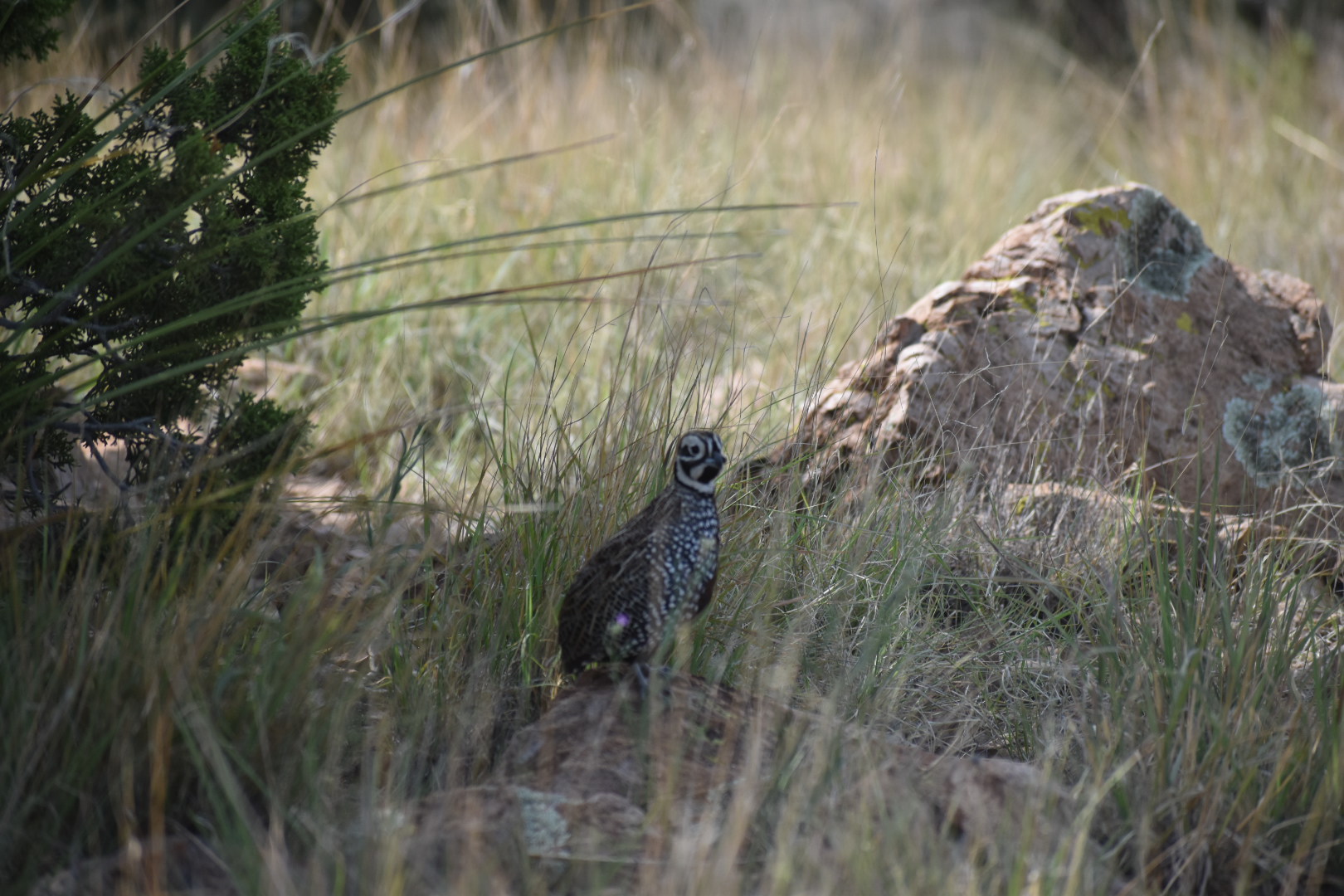 Mimbres River Farm and Ranch, property photo 15