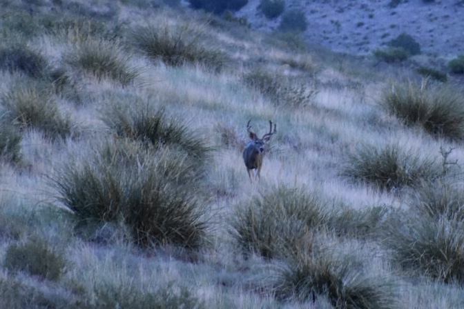 Mimbres River Farm and Ranch, property photo 23