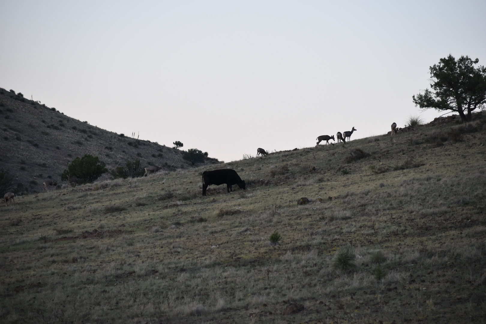 Mimbres River Farm and Ranch, property photo 25