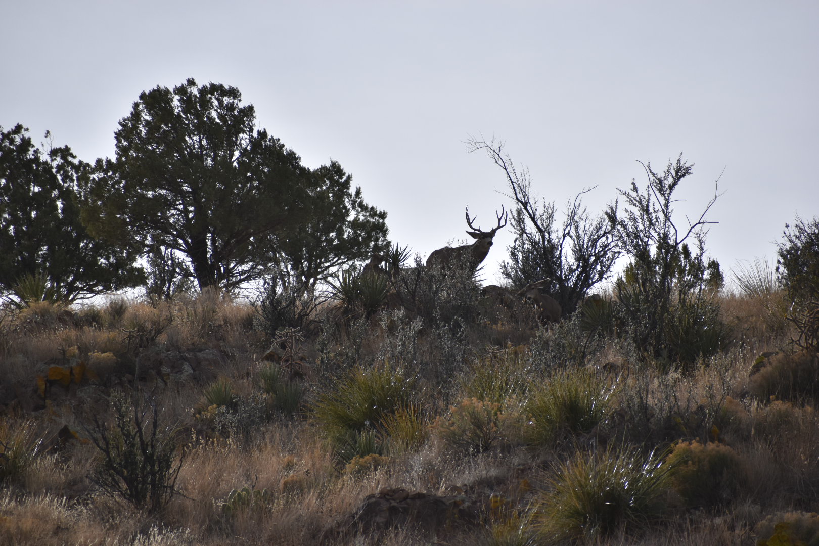 Mimbres River Farm and Ranch, property photo 27