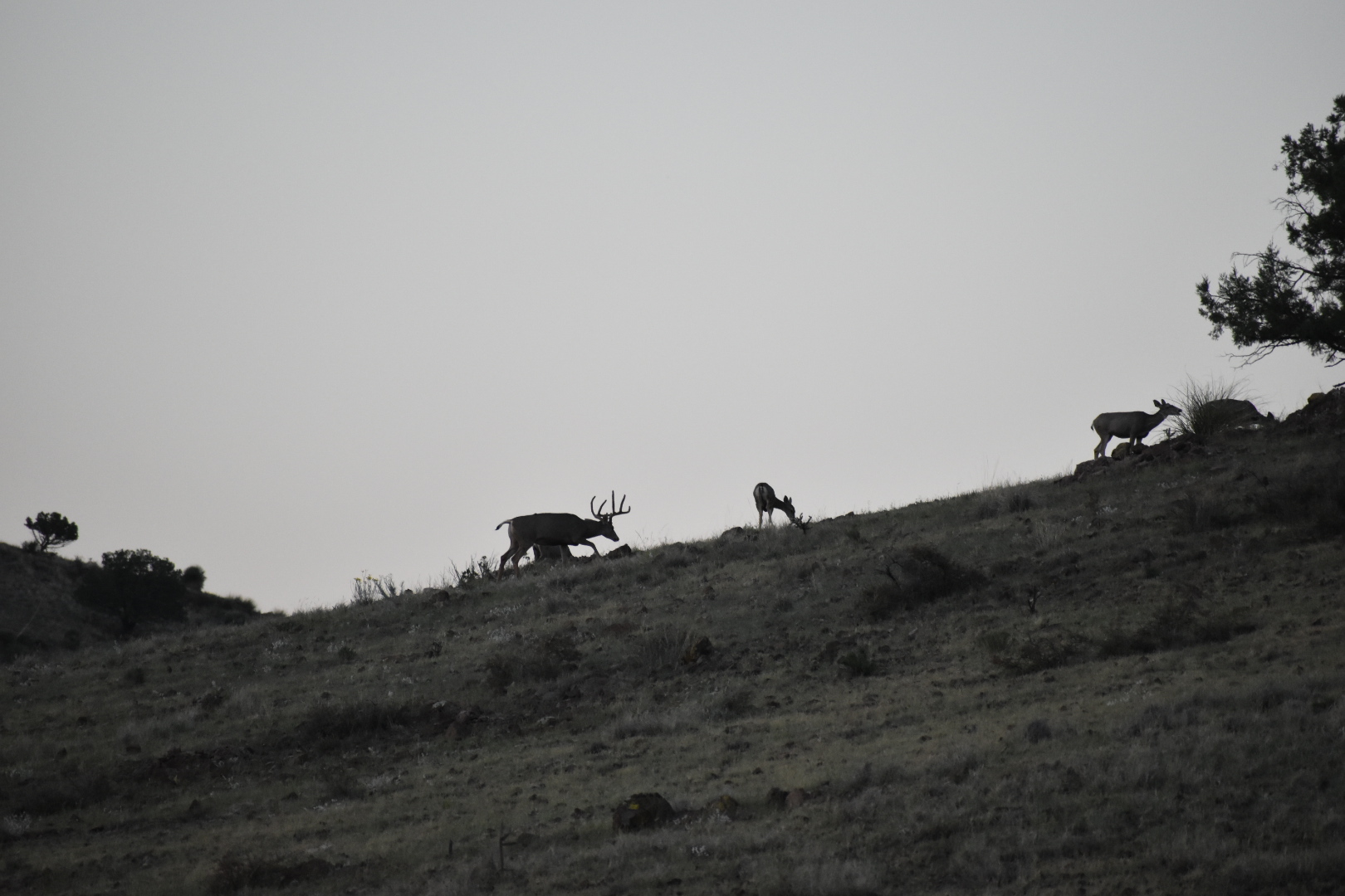 Mimbres River Farm and Ranch, property photo 28