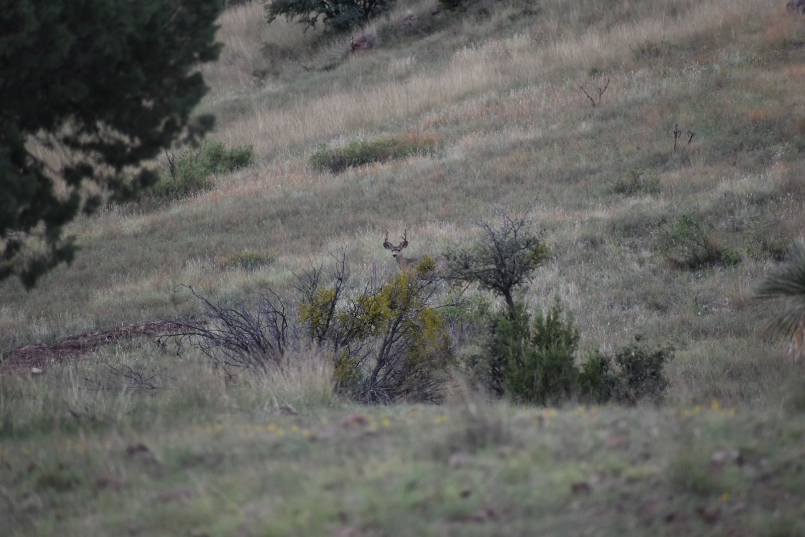 Mimbres River Farm and Ranch, property photo 7