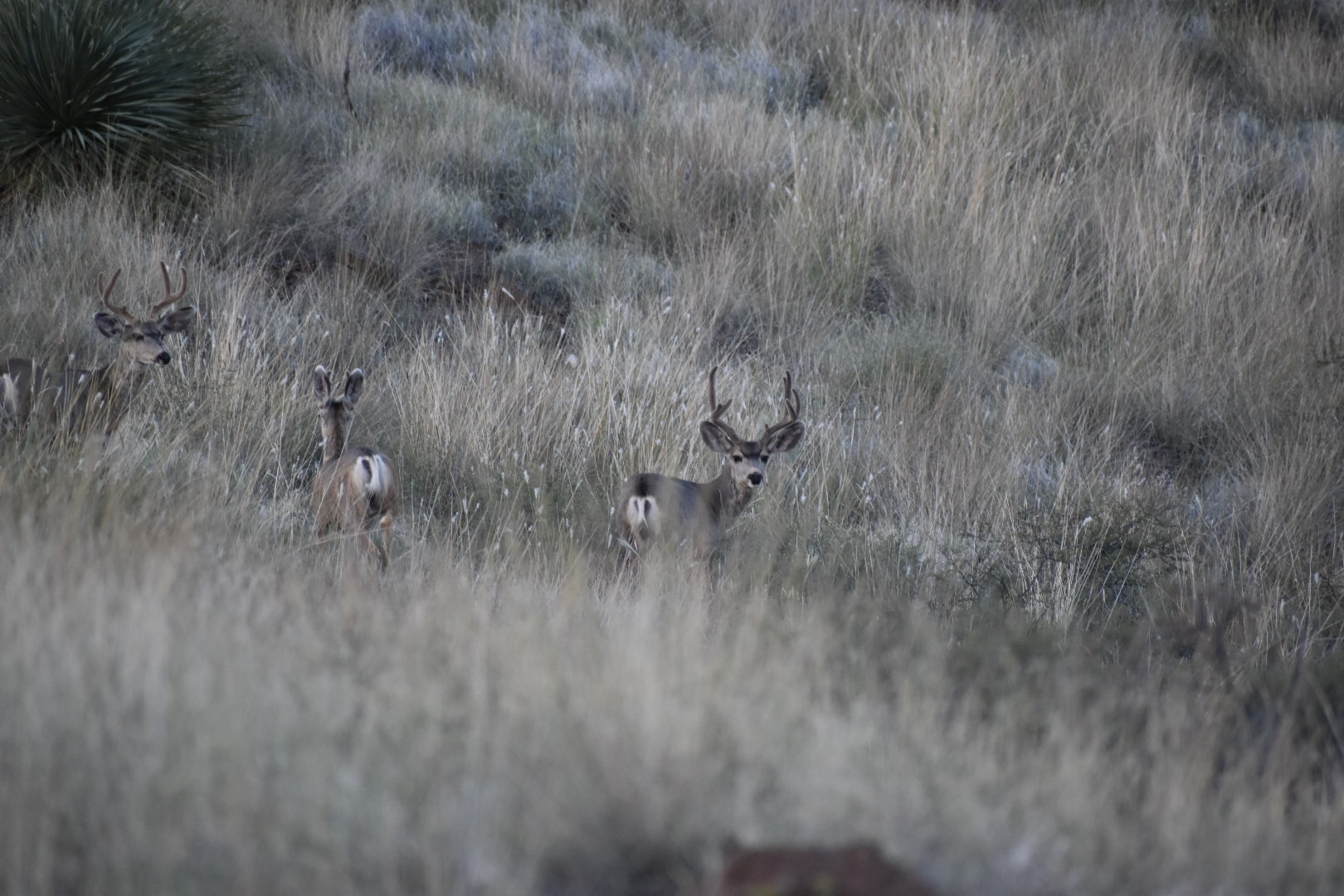 Mimbres River Farm and Ranch, property photo 30