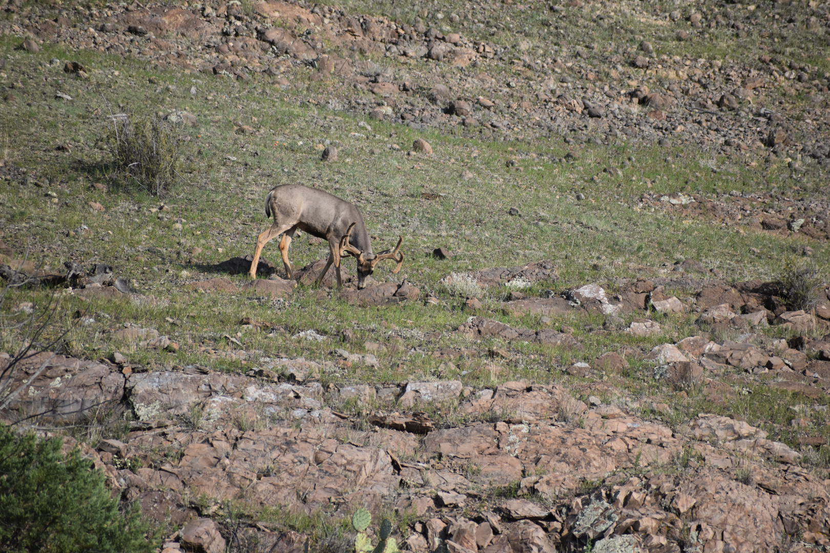 Mimbres River Farm and Ranch, property photo 17
