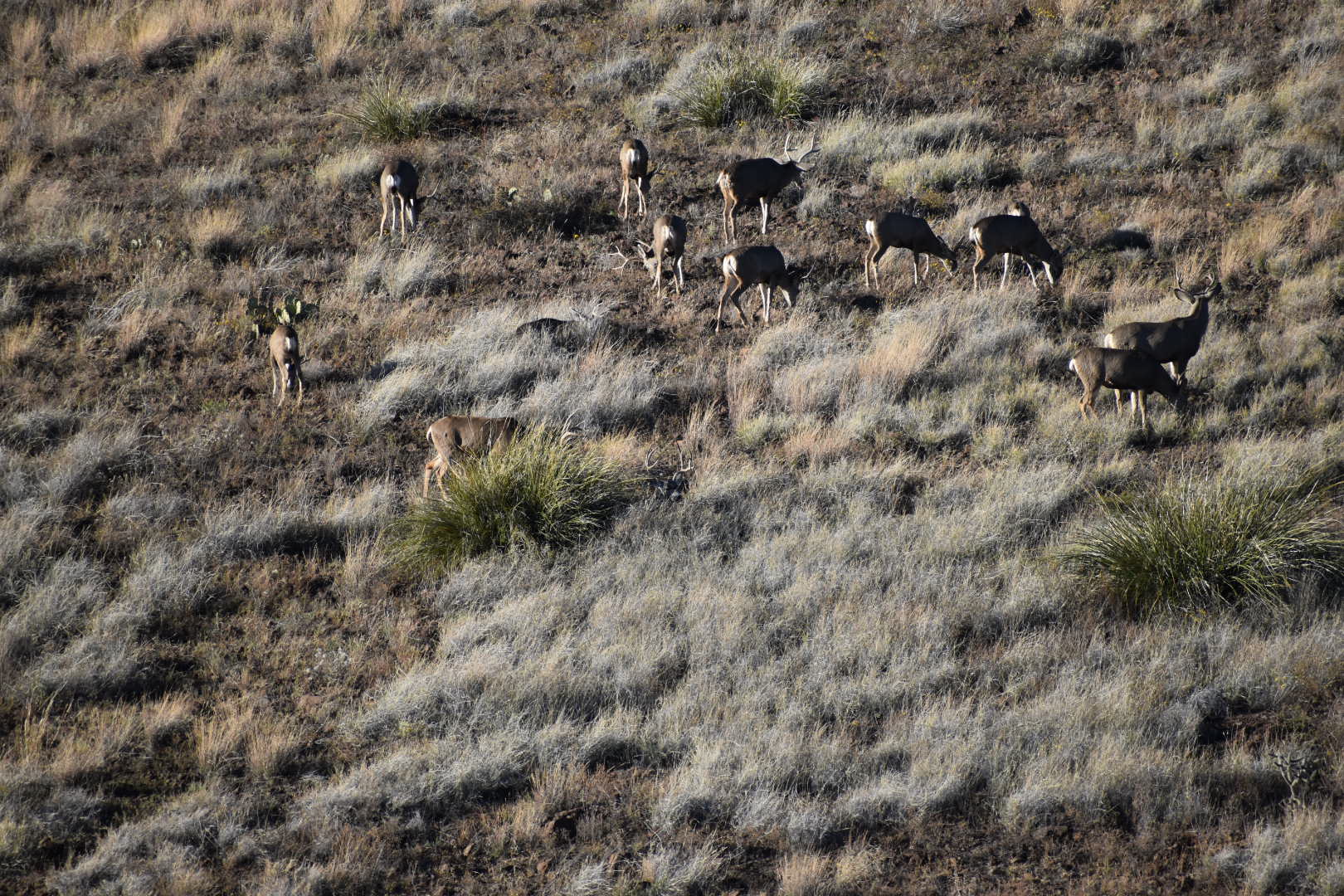 Mimbres River Farm and Ranch, property photo 11