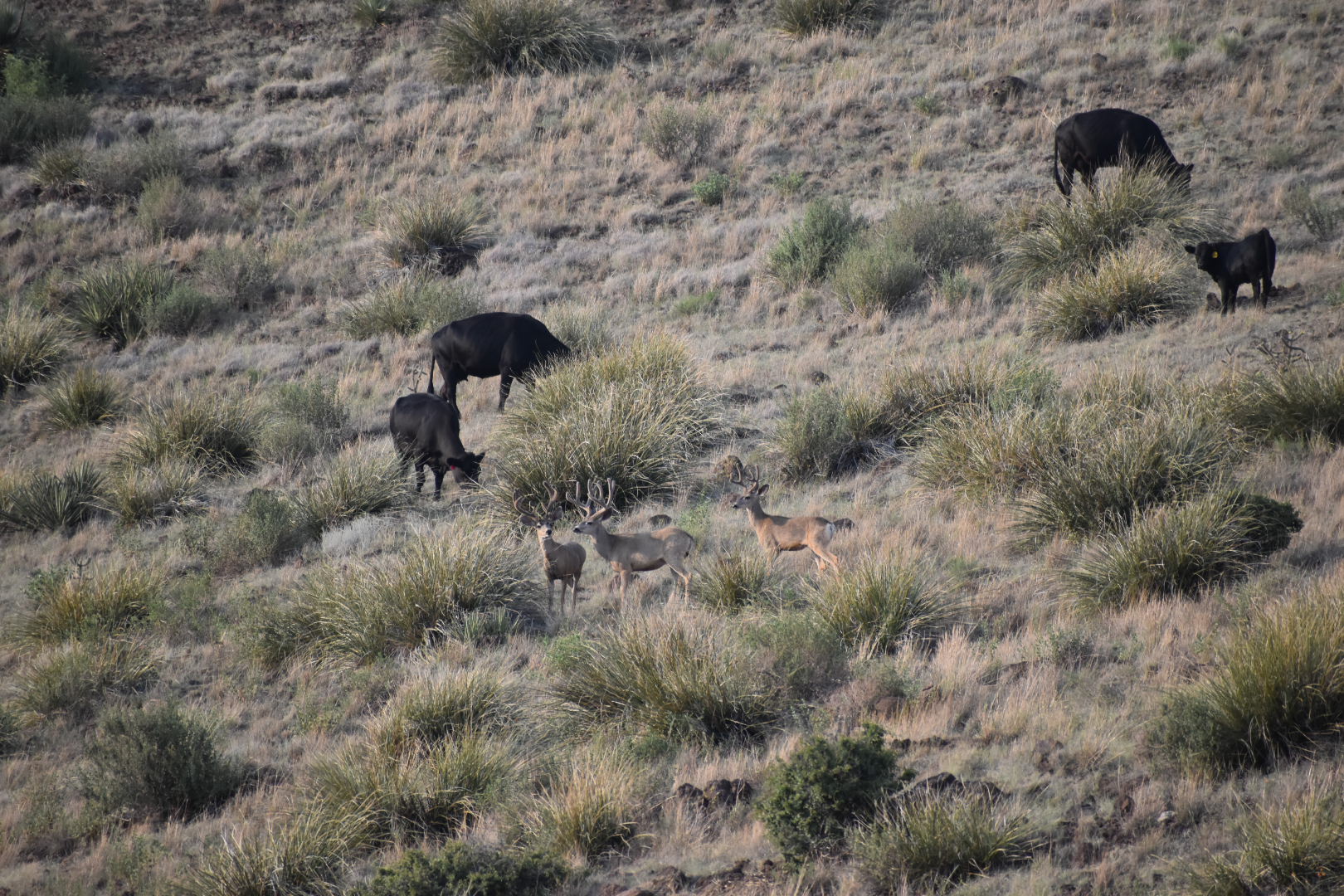 Mimbres River Farm and Ranch, property photo 34
