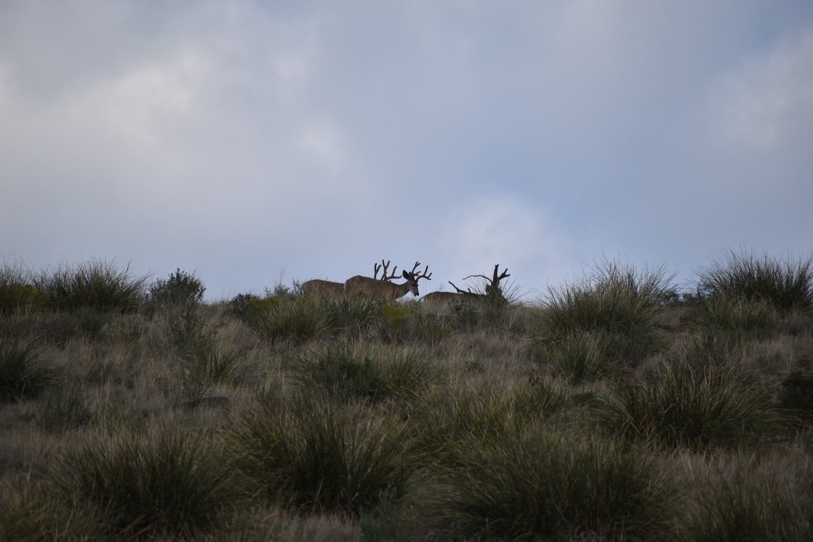 Mimbres River Farm and Ranch, property photo 35