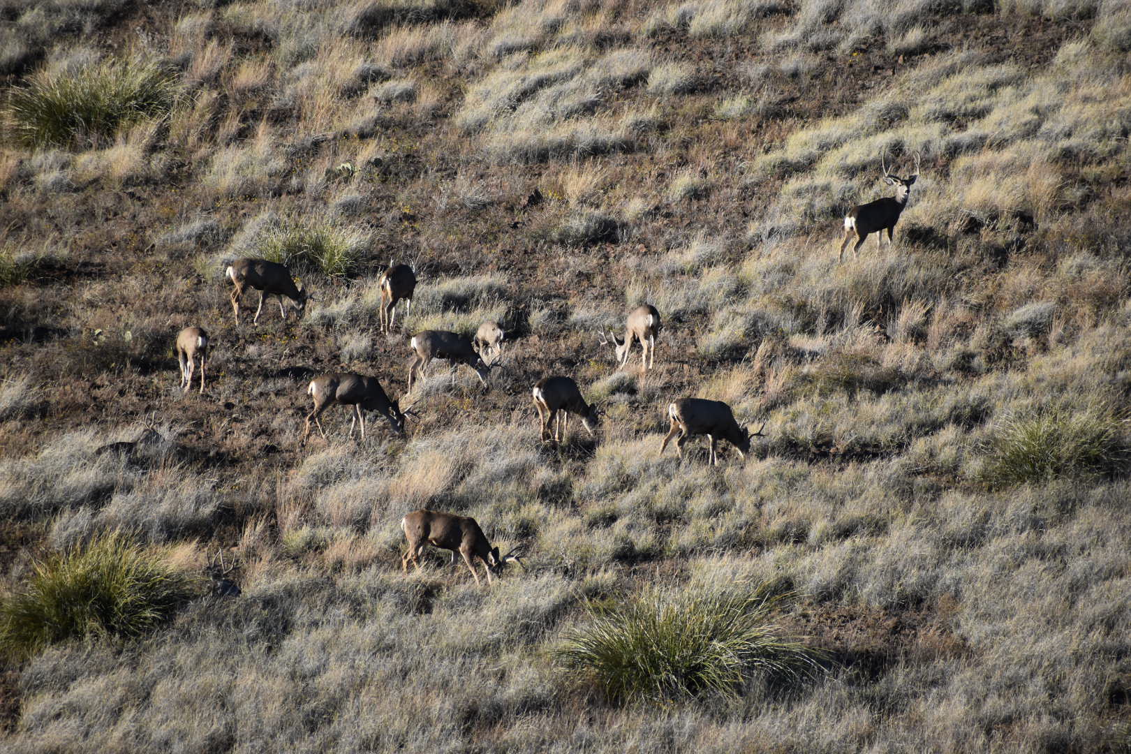 Mimbres River Farm and Ranch, property photo 12