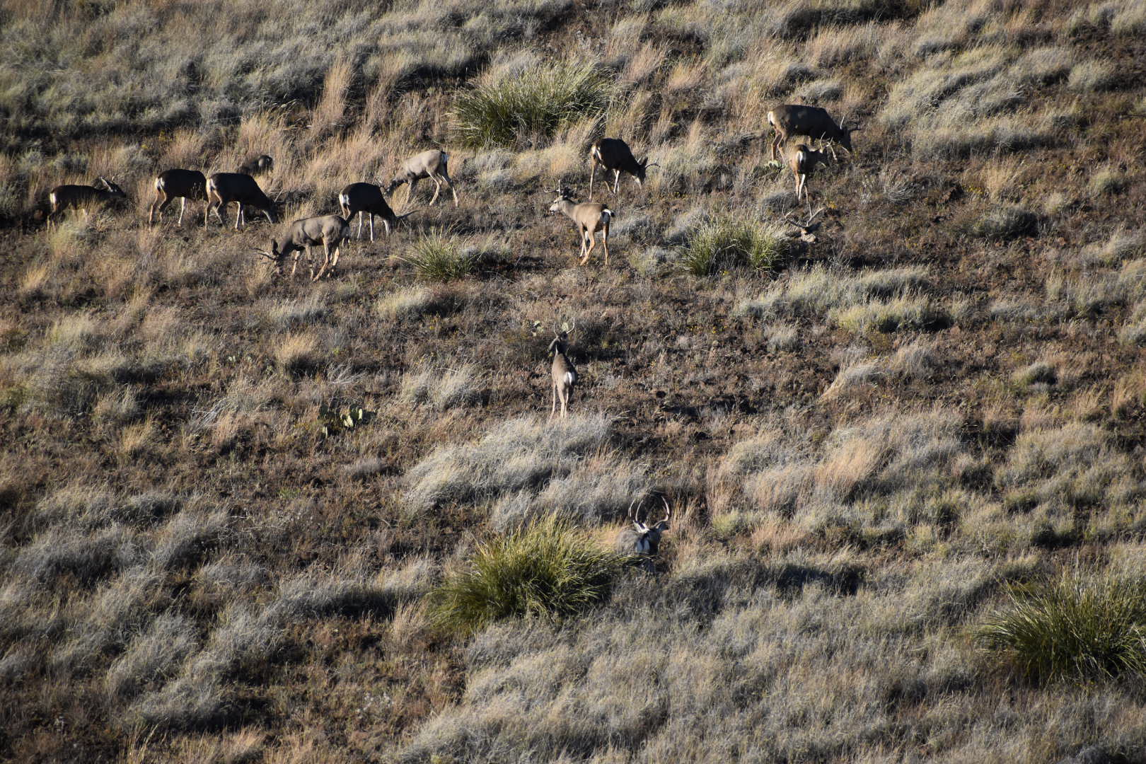 Mimbres River Farm and Ranch, property photo 37