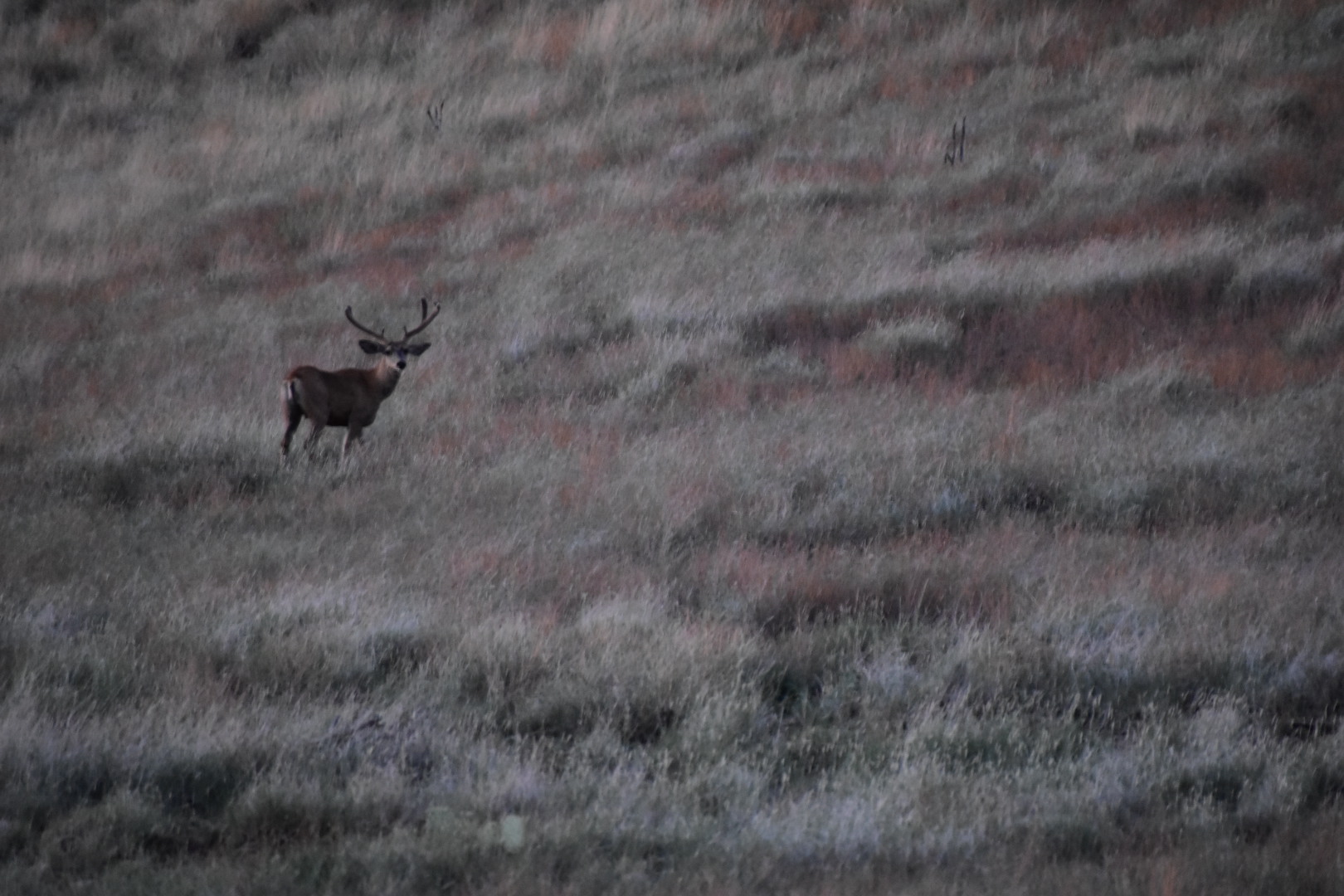 Mimbres River Farm and Ranch, property photo 38