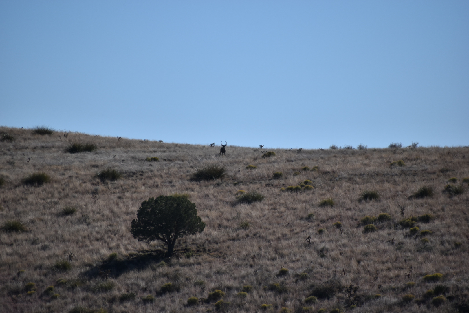 Mimbres River Farm and Ranch, property photo 13
