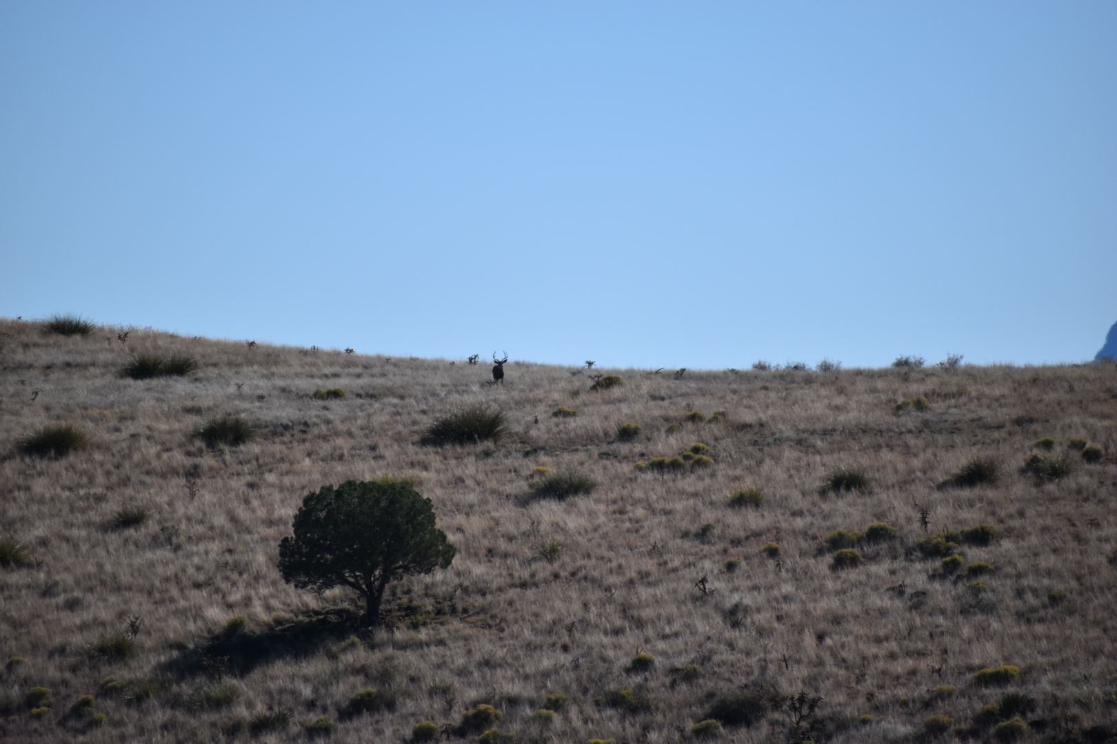 Mimbres River Farm and Ranch, property photo 14