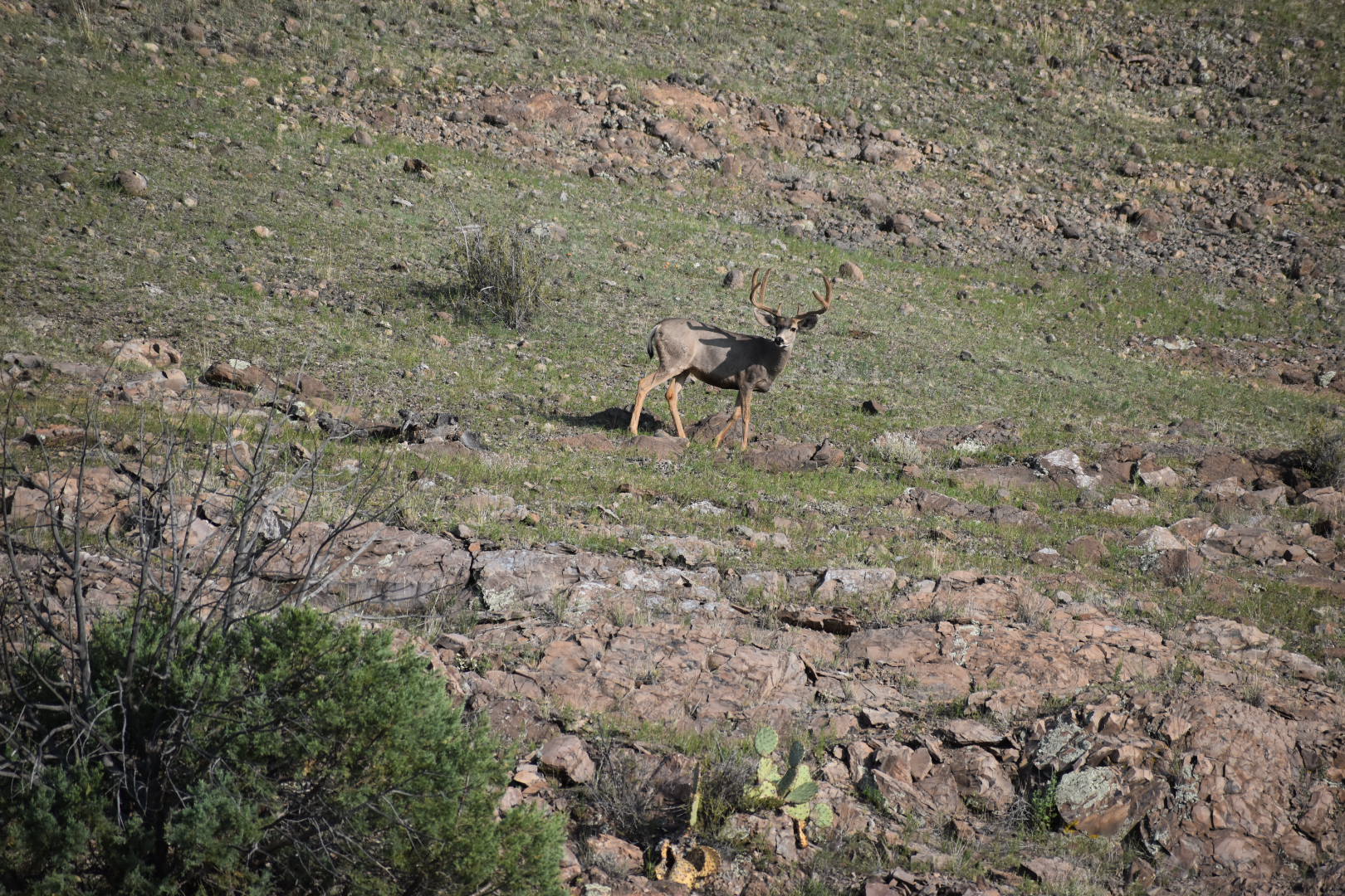 Mimbres River Farm and Ranch, property photo 19