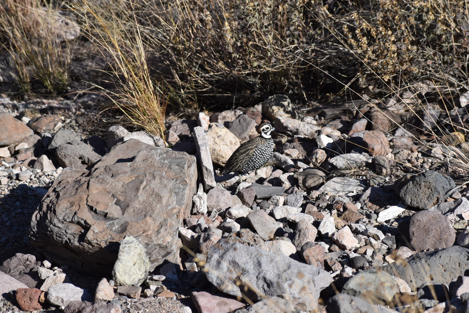 Mimbres River Farm and Ranch, property photo 1