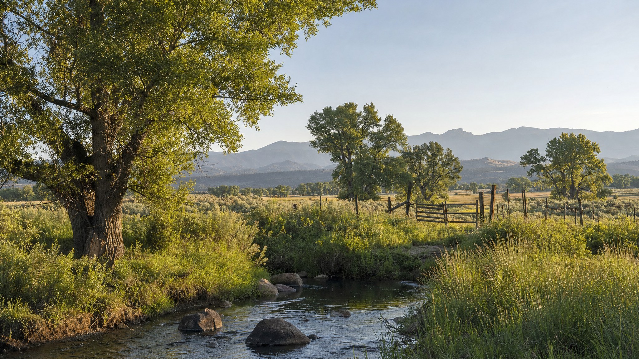 Cottonwoods and pasture beside a ranch creek