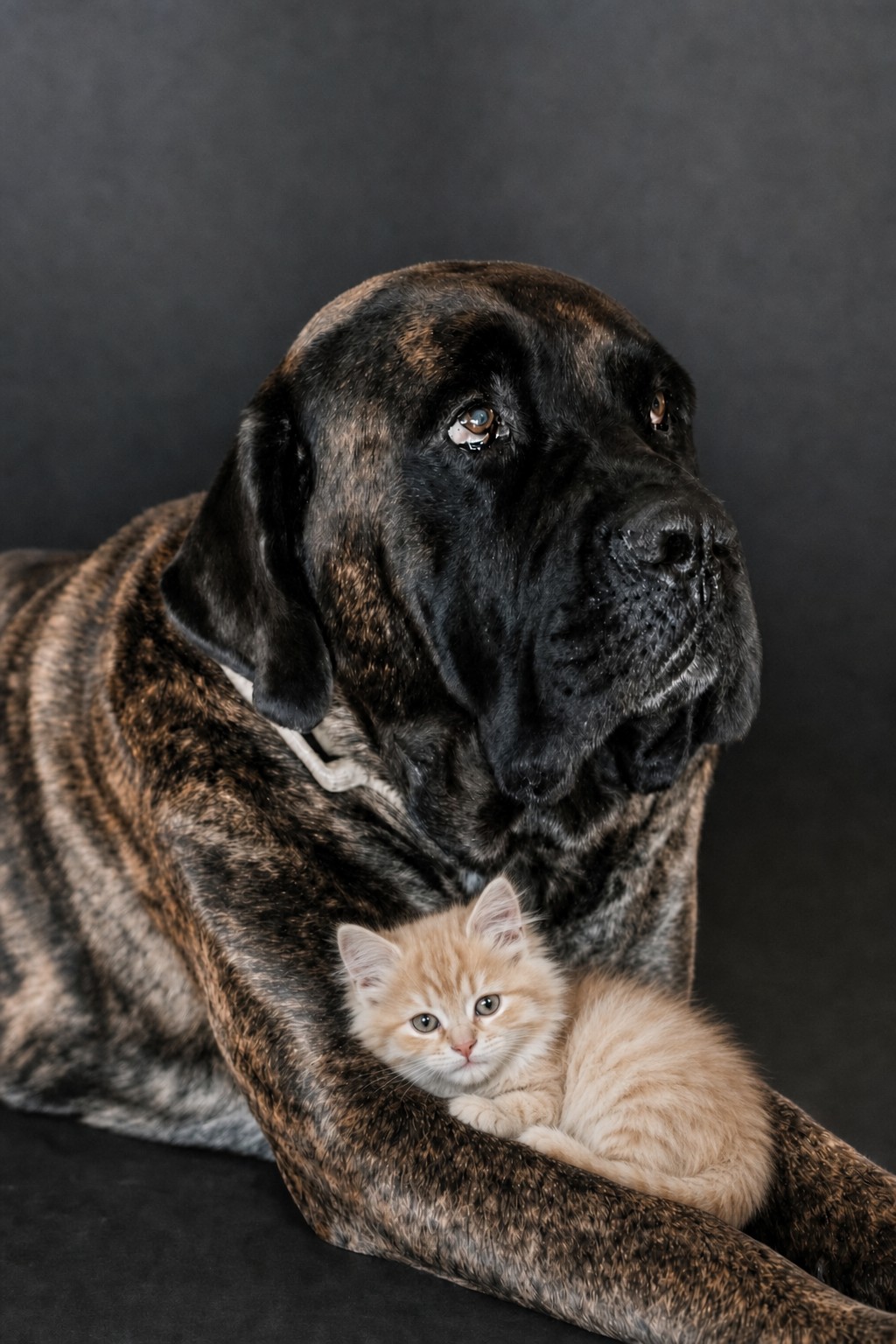 Charlie, our brindle mastiff, with a fluffy ginger kitten nestled between his paws against a charcoal backdrop