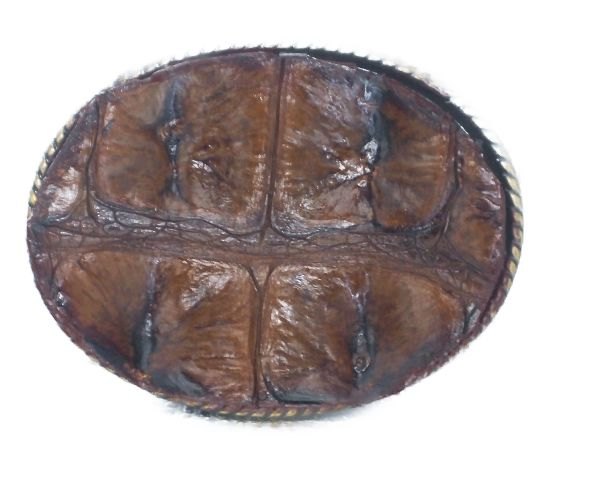 BUCKLE Real HornBack Gator Belt buckle in Black or Brown