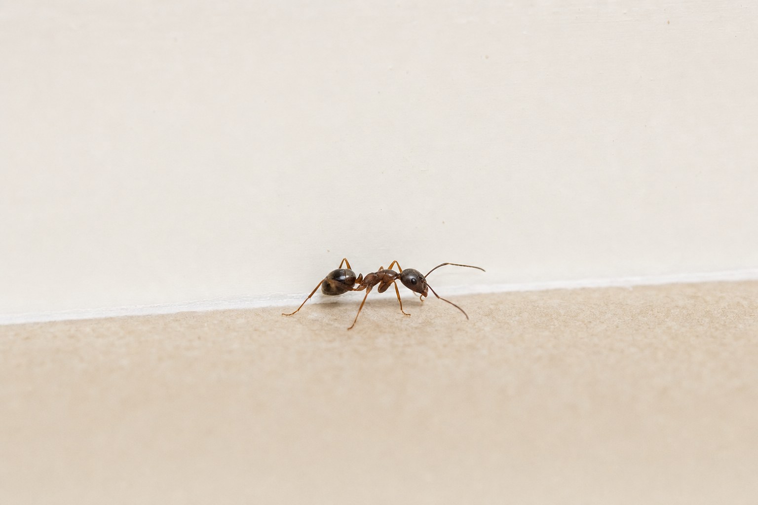Ant moving along an indoor baseboard