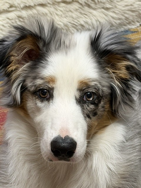 A gray, white and tan dog looking warmly at the camera