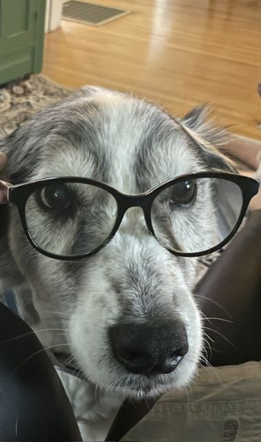 A gray and white dog wearing black glasses