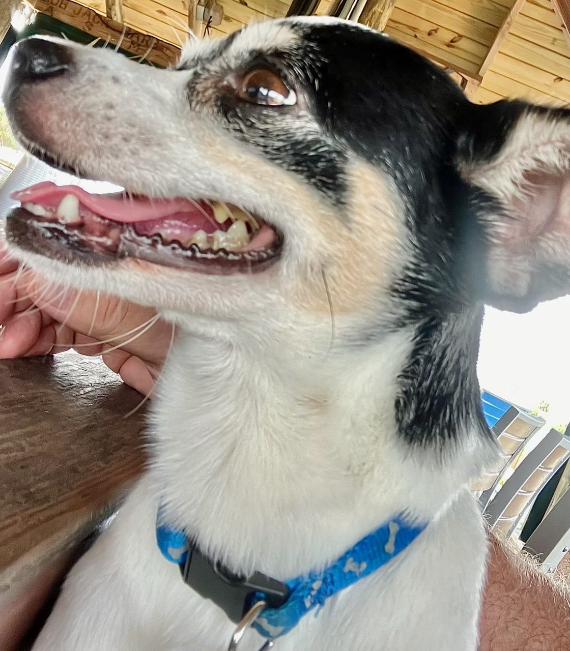 Bean, a black and white dog wearing a blue collar