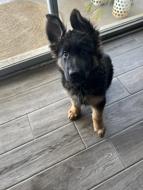 Dutch, a young German Shepherd sitting beside a sliding glass door