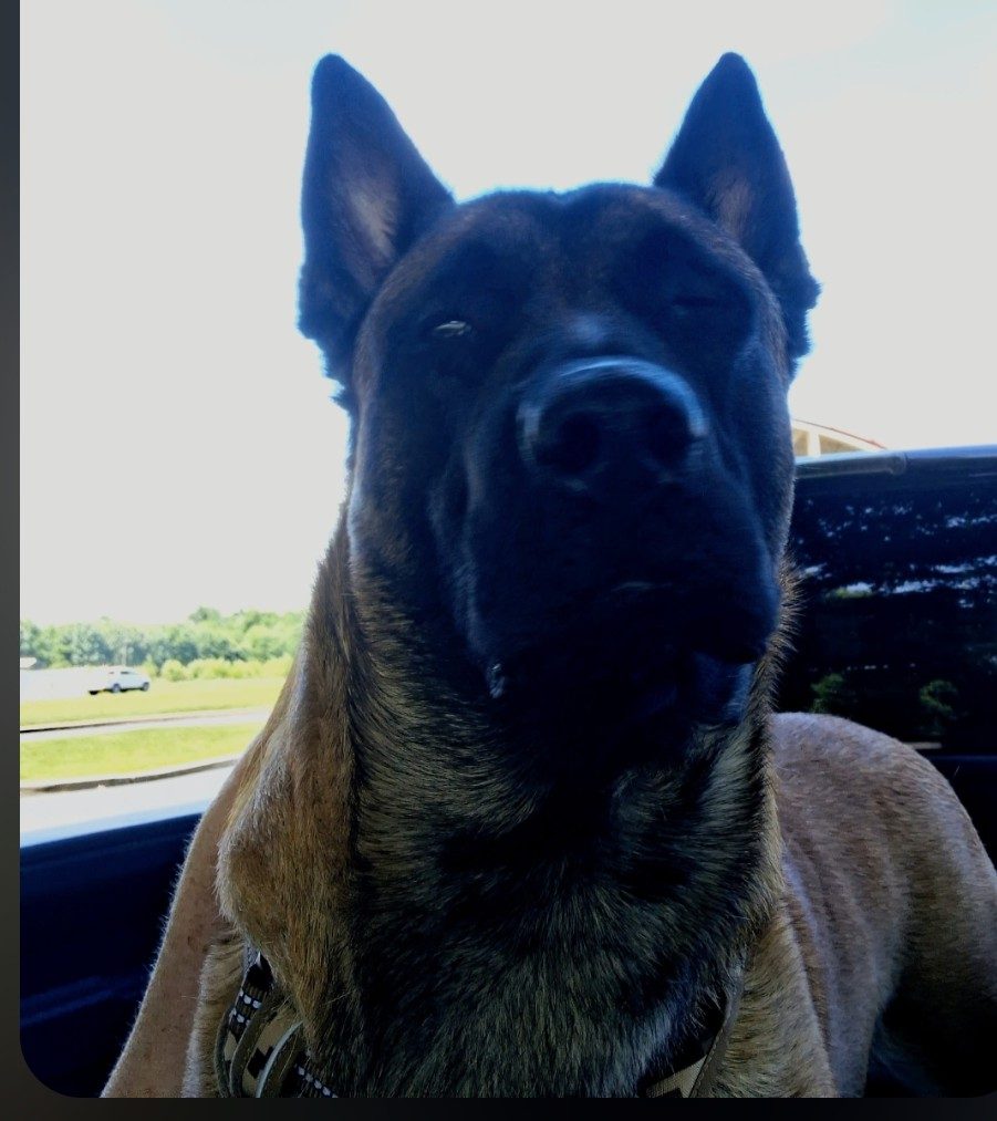 King, a large brown dog with upright ears sitting in a vehicle