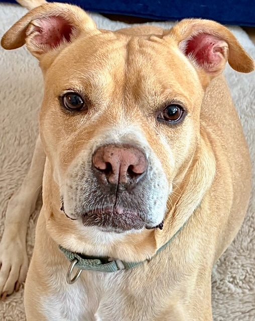 Milo, a tan dog with a white muzzle and green collar looking up at the camera