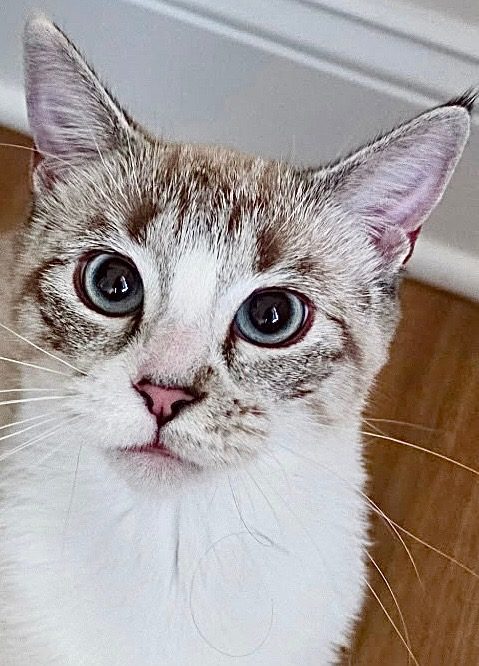 Morgan, a blue-eyed cat with white and tabby markings