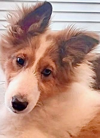 Paige, a fluffy brown and white dog with upright ears