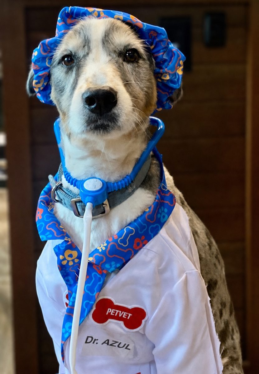 Dr. Azul, American Support Animals mascot