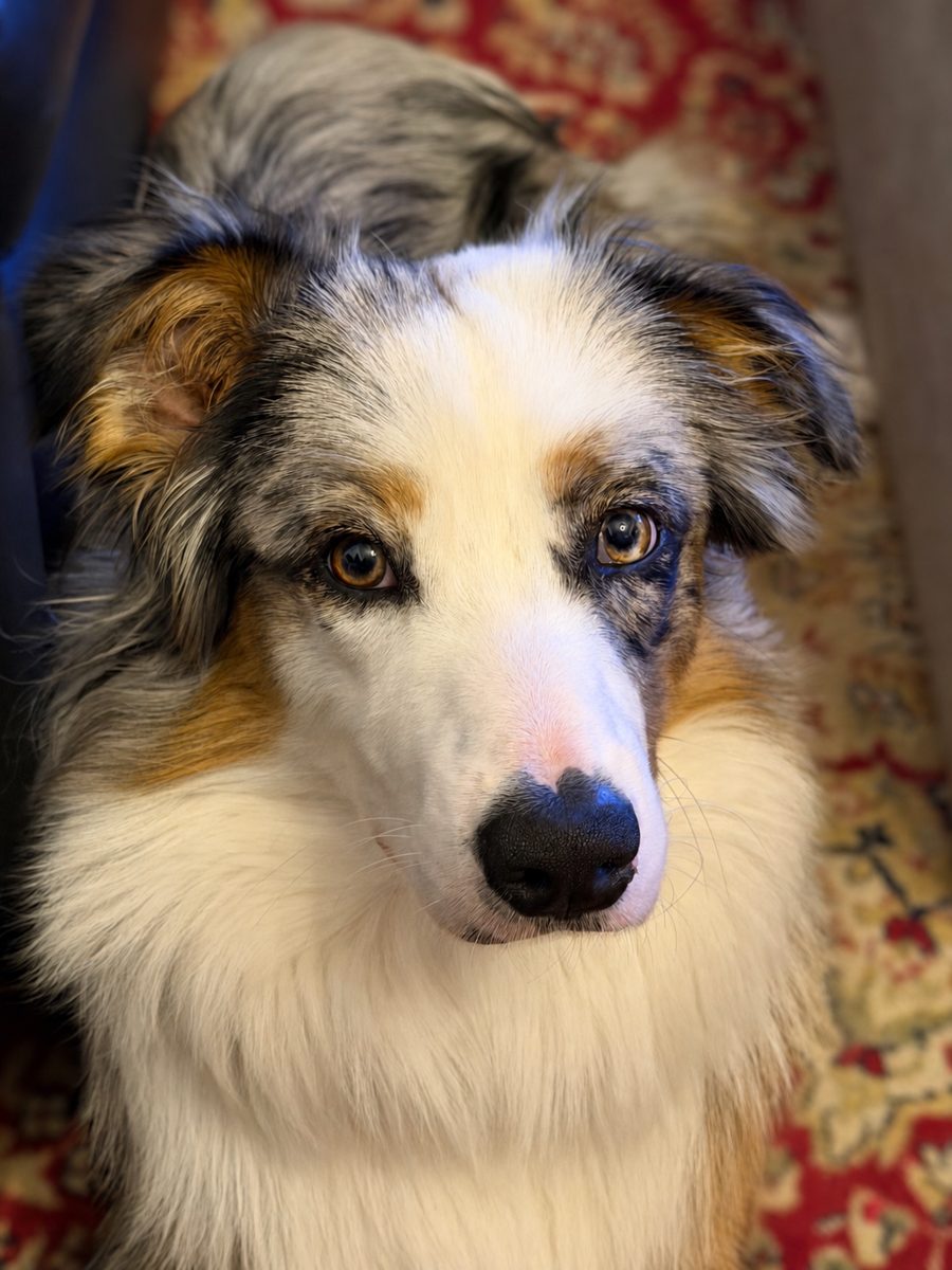 Dr. Bindi, American Support Animals mascot