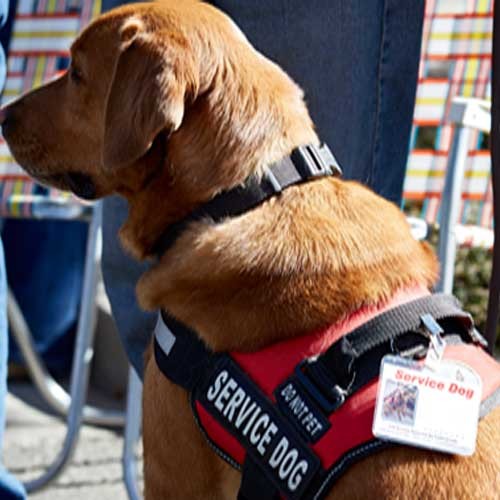 Service Animal Registration Packages