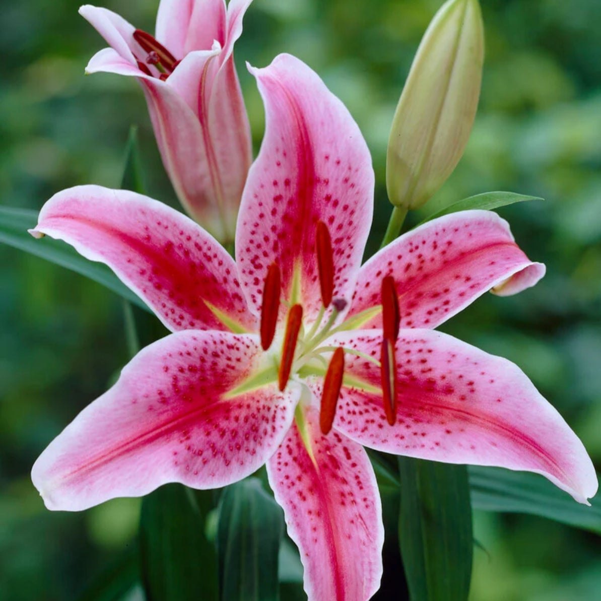 Lily candle or wax melt