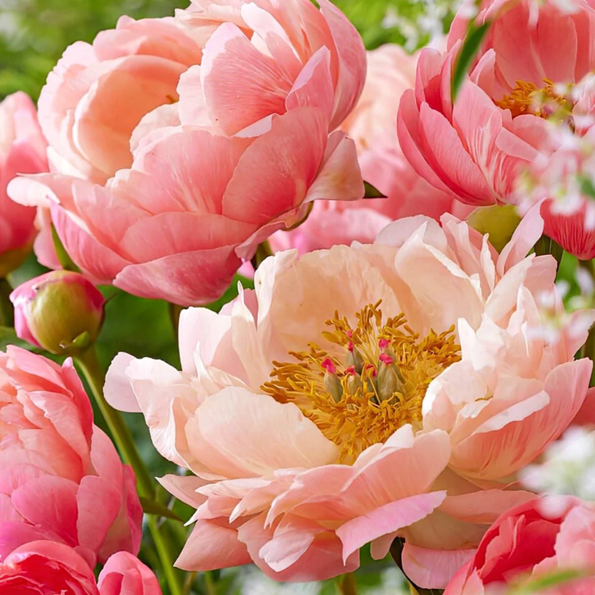 Peony product view 2