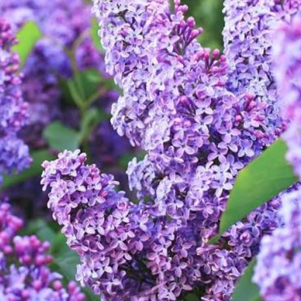 Lilac product view 2