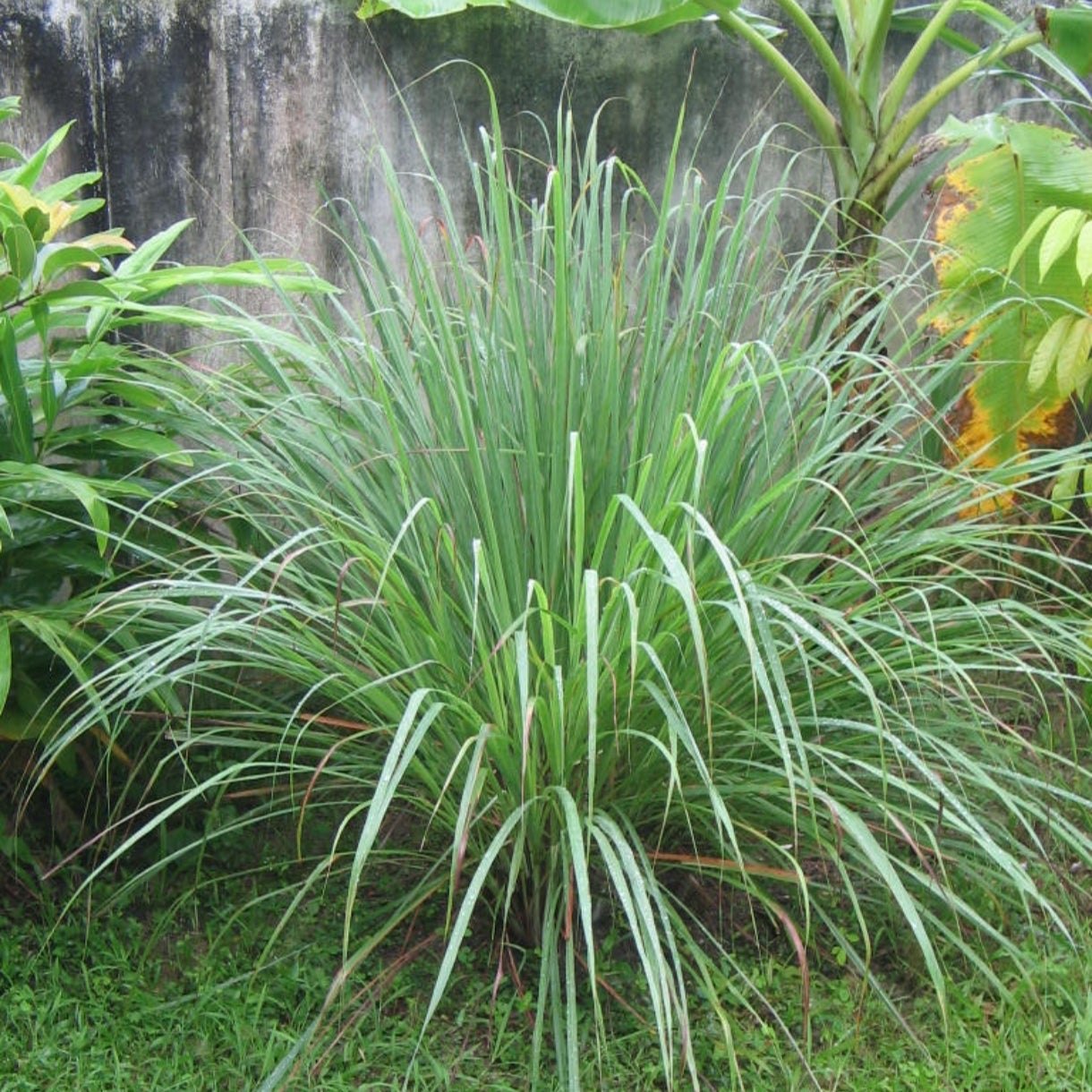Lemongrass product view 2