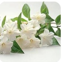 Jasmine product view 2