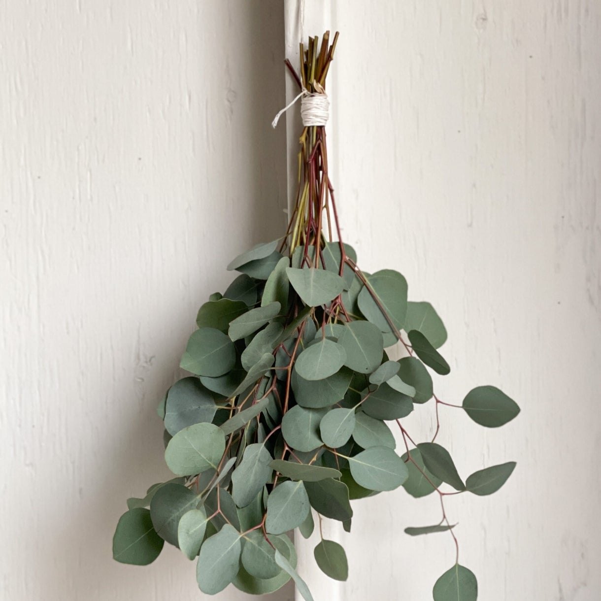 Eucalyptus candle or wax melt