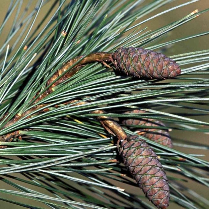 Pine Needles  candle or wax melt